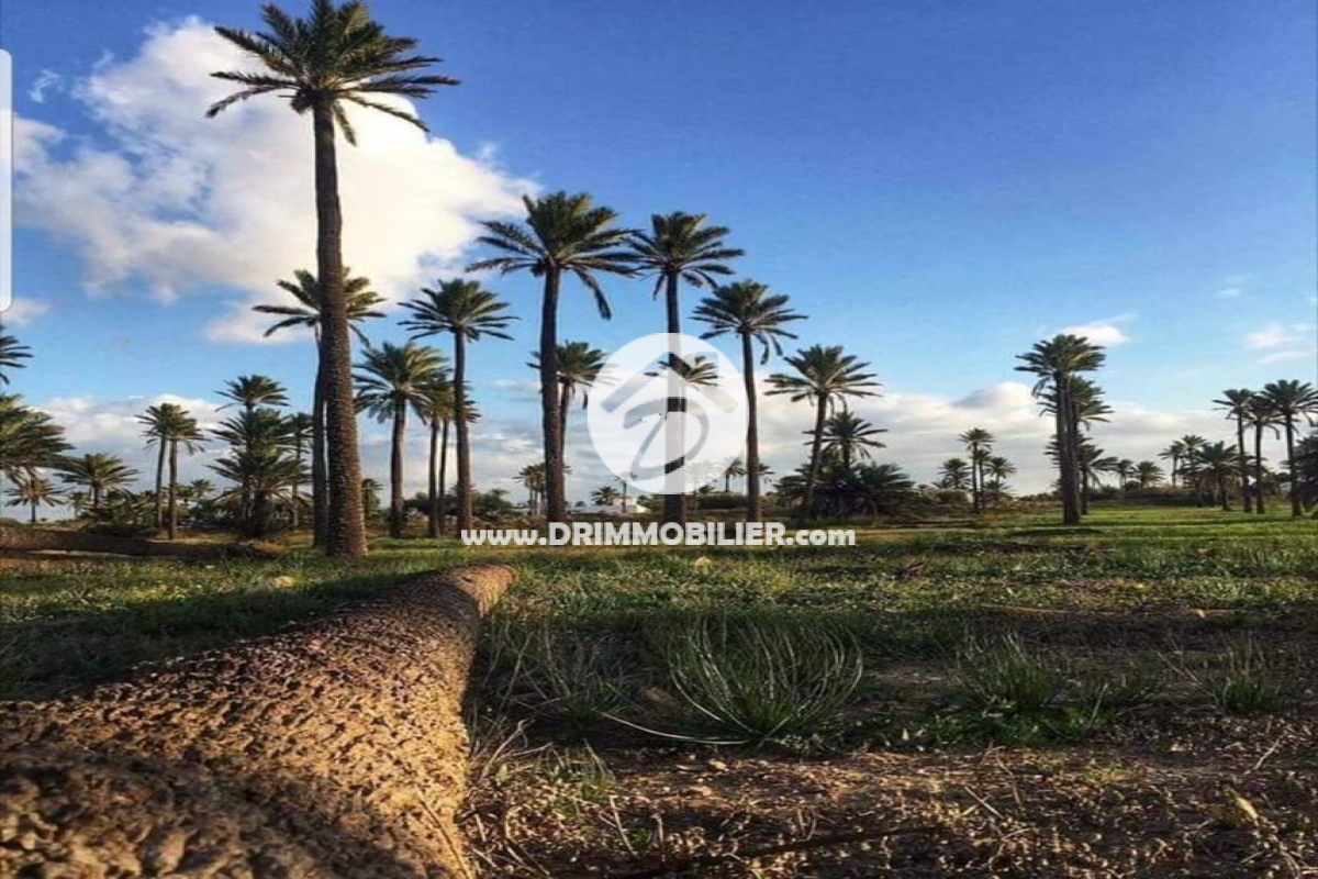 V 232 -                            Sale
                           Terrain Djerba